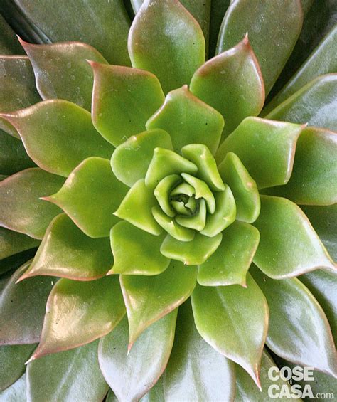 aeonium pianta grassa nera|Aeonium arboreum: cure, manutenzione, riproduzione .